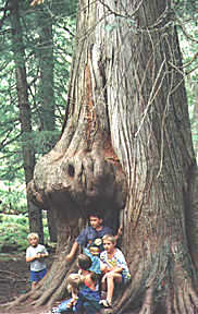 kidtree