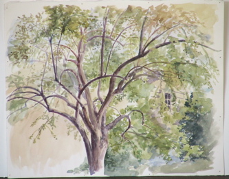 TreeBranches.JPG